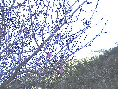 梅