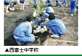 西富士中学校の移植状況写真