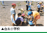白糸小学校の移植状況写真