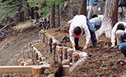 静岡大による源頭部調査工事現場での植栽の写真