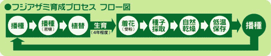 フジアザミ育成プロセス  フロー図