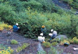調査工事斜面に生育するミヤマハンノキの実態調査