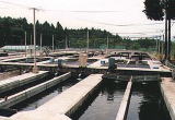 静岡県水産試験場富士養鱒場 システム養魚池