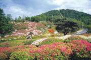 伊豆小富士 （静岡県伊東市）