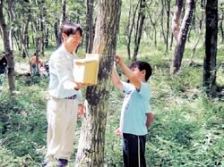 小鳥の巣造り