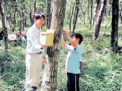 小鳥の巣造り