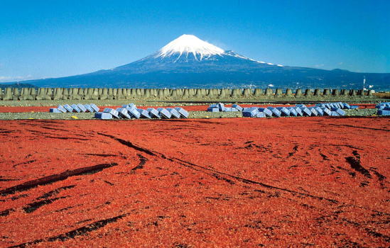 富士川河川敷に広がる紅色のじゅうたん