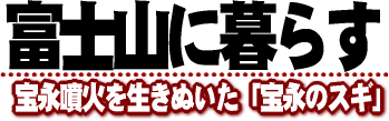 富士山に暮らす／宝永噴火を生きぬいた「宝永のスギ」