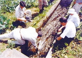 芝川のりの生育状況調査　写真