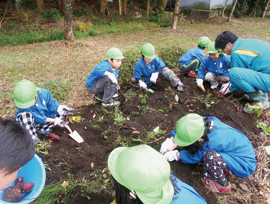 園児達の芋掘り