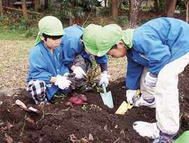 園児達の芋掘り