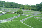 深野のだんだん田
