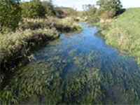 湧水帯（在来植物がなびく湧水河川）
