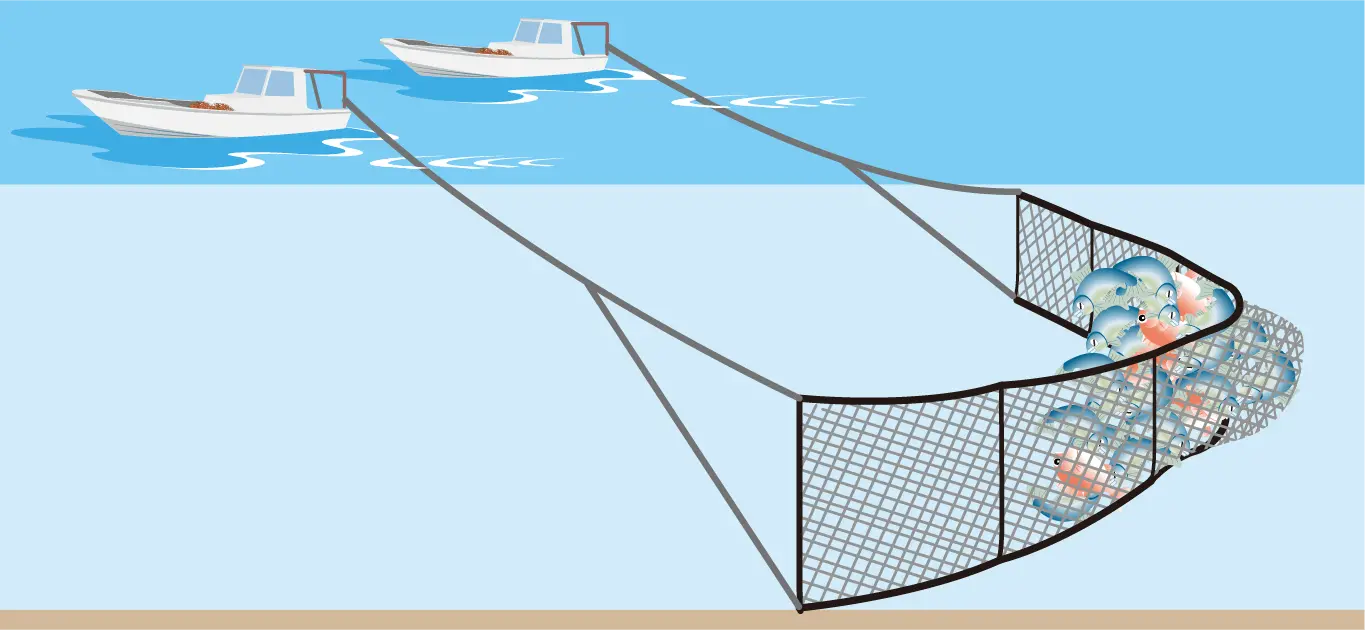 シラウオ漁イメージイラスト