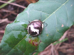 アカスジキンカメムシ（幼虫）