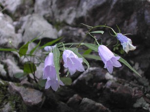 イワシャジン