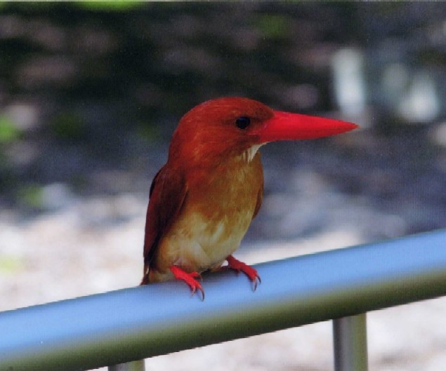 アカショウビン