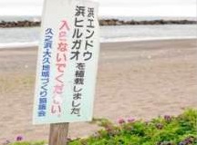 海岸植生の保護