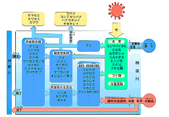 図3-6　柿田川の生き物の関係