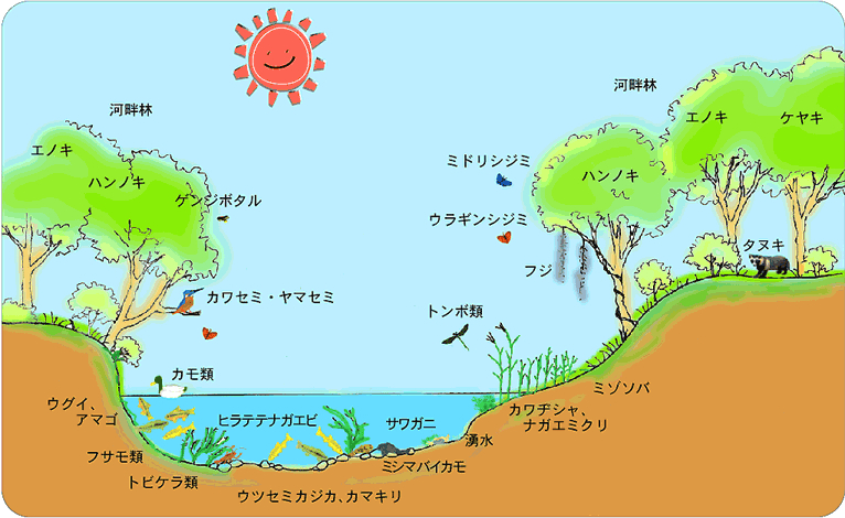 図3-7 柿田川の環境と生き物