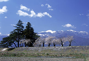 中央アルプスと桜