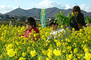 写真：田原市内の菜の花畑