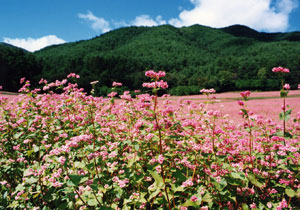 信州伊那高原赤そばの花