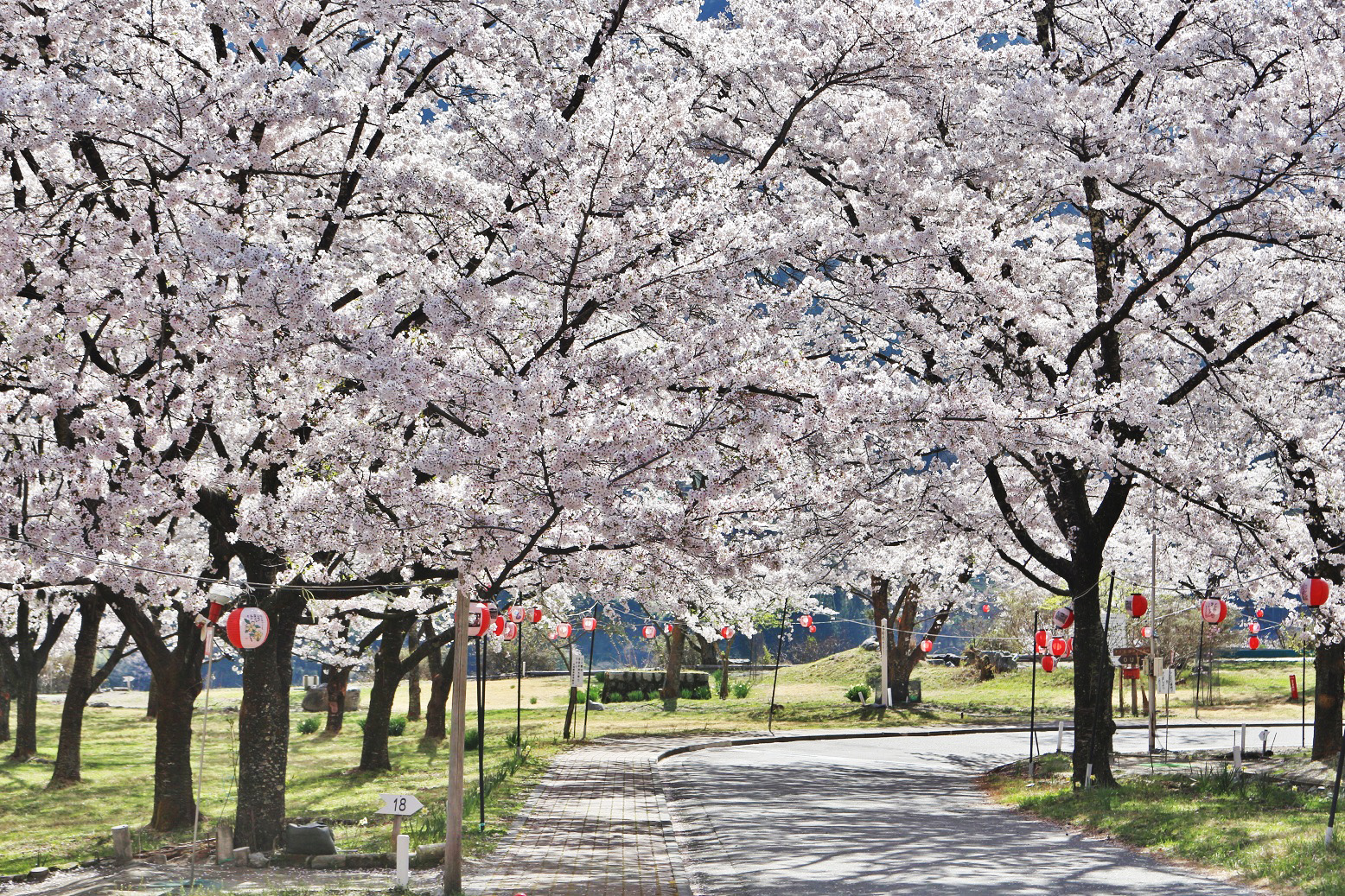 大西公園の桜