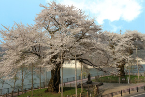 荘川桜（樹齢約500年）