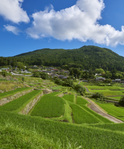 恵那市　夏の酒折棚田と権現山