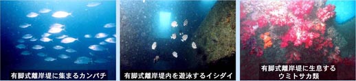 有脚式離岸提で育つ生物たち