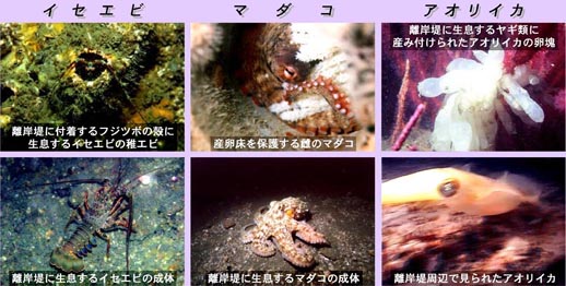 有脚式離岸提で育つ生物たち