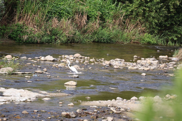土岐川にいつもいる鳥