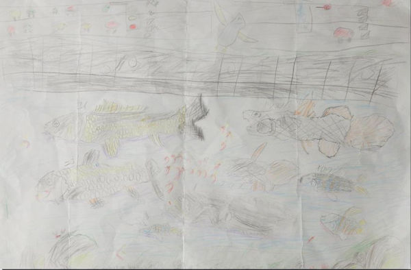 土岐川にすむ魚たち