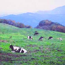 恵那郡山岡町東山　山頂の放牧（夕立山）