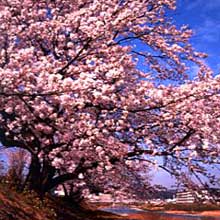 多治見市平和町　桜咲く陶都大橋付近