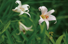 ���R�����̉ԁ@�������