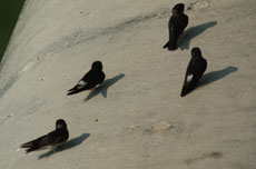 �ЂƋx�݂̃C���c�o��