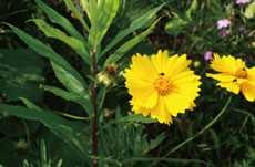 �F�����₩�ȃL�N�Ȃ̒���