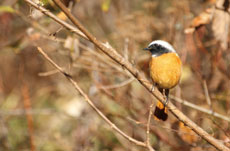 �n�蒹�̃W���E�r�^�L