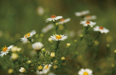 �L�N�Ȃ̒���