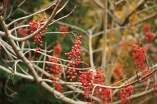 �C�C�M���@�ʖ��u��V�ˁi�Ȃ�Ă񂬂�j�v 