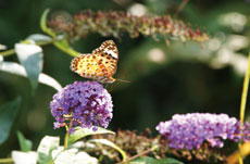 �A�W�T�C�ƃc�}�O���q���E����