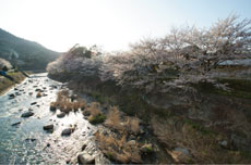 河川敷を色どる桜並木