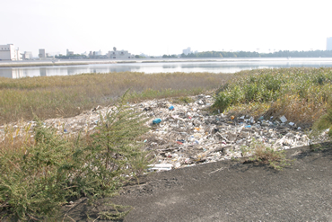 中堤　葦原に堆積する漂着ゴミ