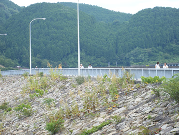 ロックフィルダムの阿木川ダムは小里川ダムや丸山ダムとはまた違った雰囲気