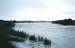昭和63年9月出水　洗堰から流れ込む庄内川の濁流