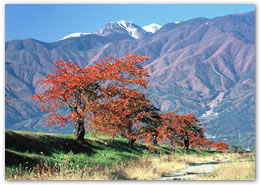 紅葉の並木（伊那市）