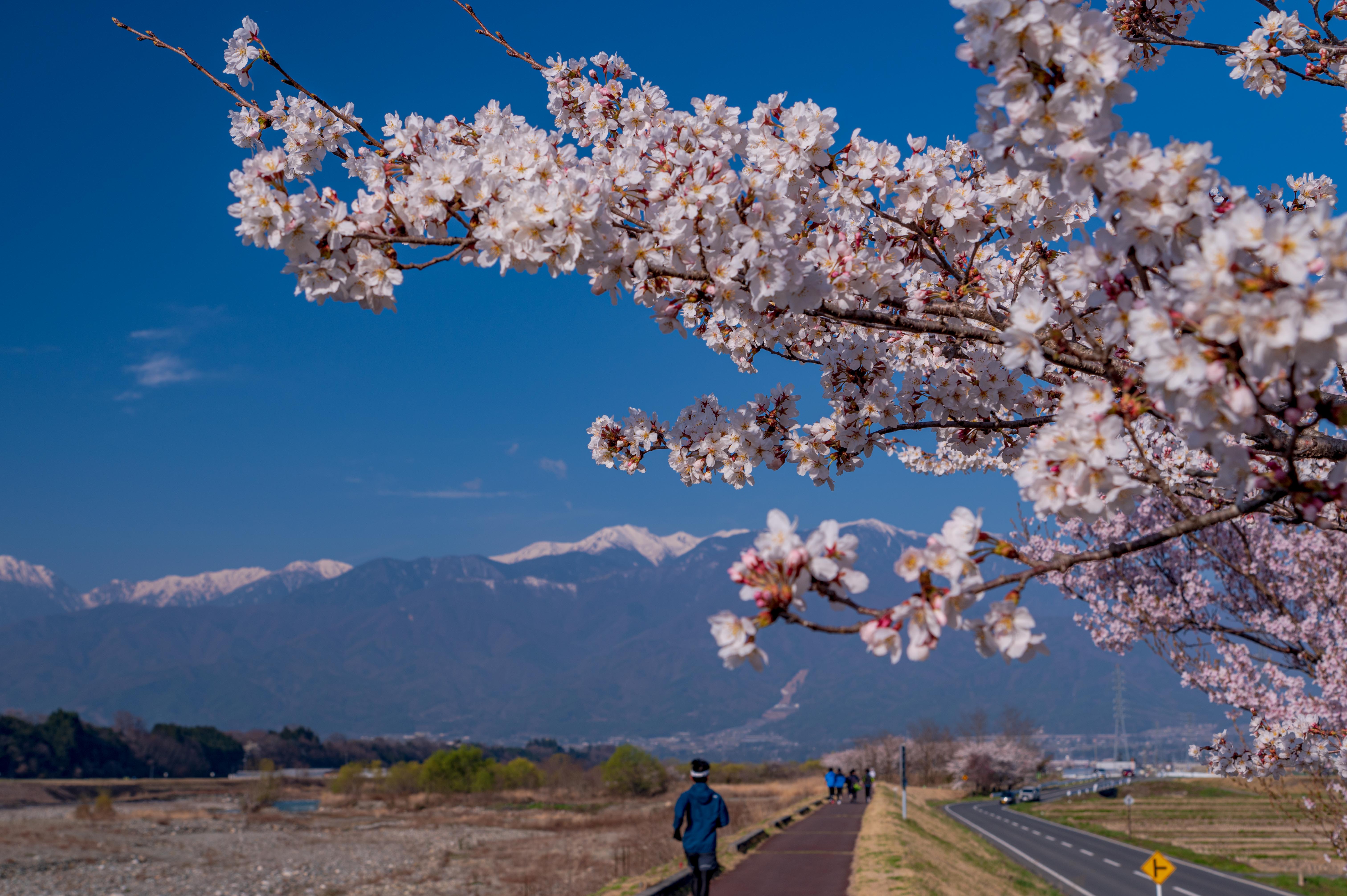 天竜川沿いと桜