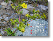 2011年8月『河原の希少植物カワラサイコ（天竜川・松川町）』